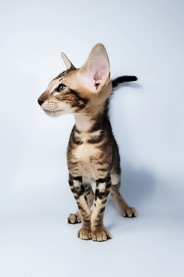 Orion | Oriental Shorthair Kitten