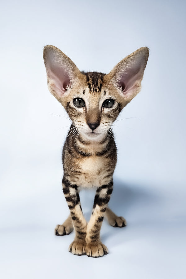 Orion | Oriental Shorthair Kitten