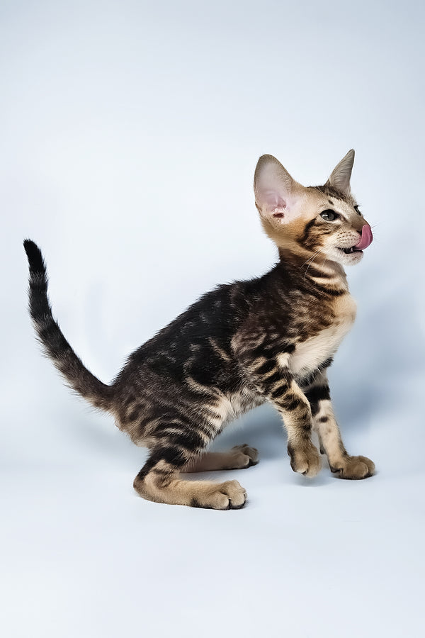 Orion | Oriental Shorthair Kitten