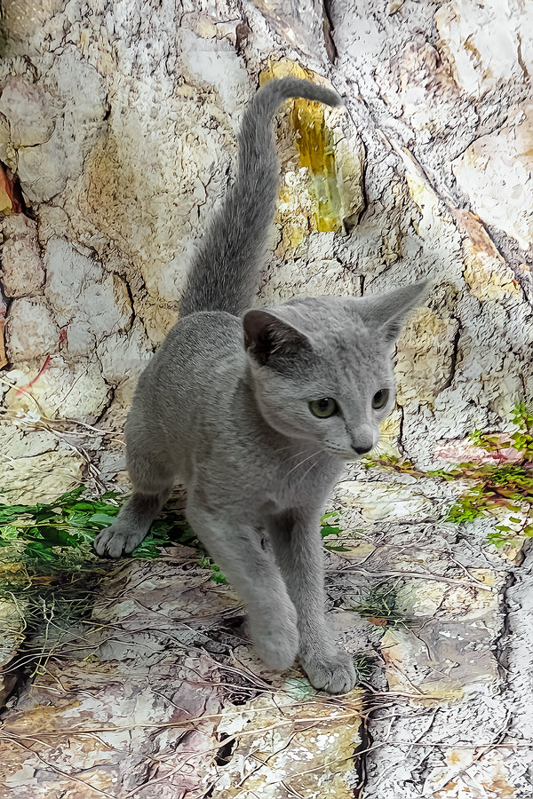 Orland | Russian Blue Kitten
