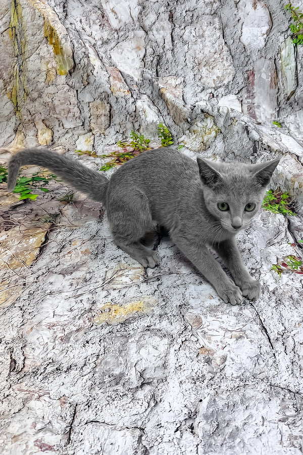 Orland | Russian Blue Kitten
