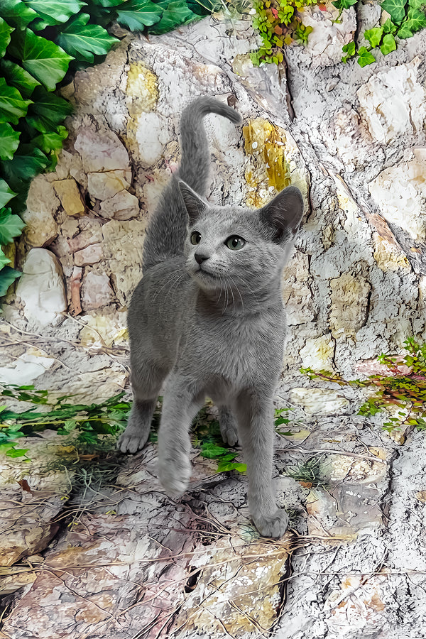 Orland | Russian Blue Kitten