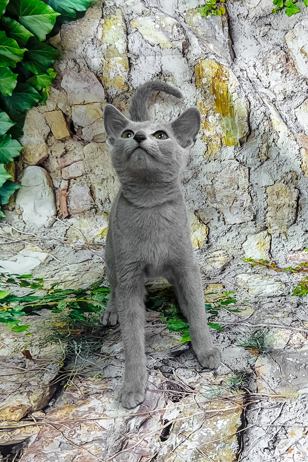 Orland | Russian Blue Kitten