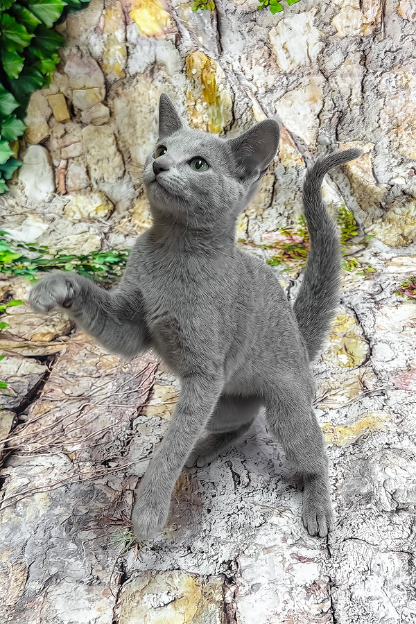 Orland | Russian Blue Kitten