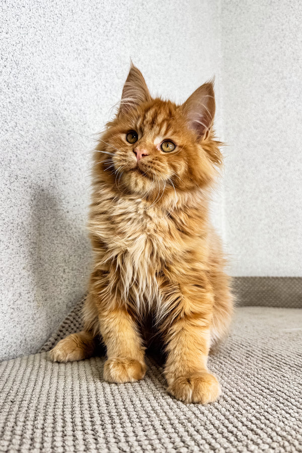 Orney | Maine Coon Kitten