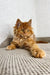 Orney | Maine Coon Kitten