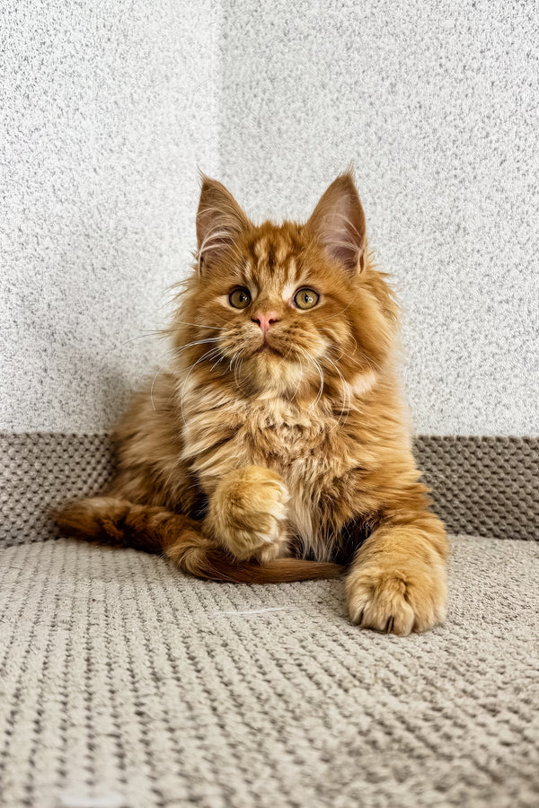 Orney | Maine Coon Kitten