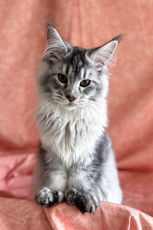Orvel | Polydactyl Maine Coon Kitten