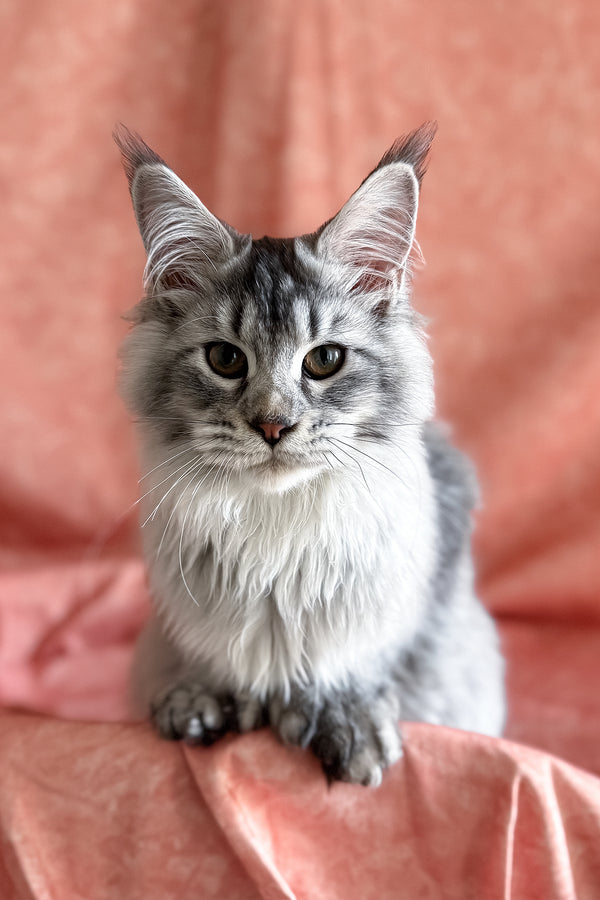 Orvel | Polydactyl Maine Coon Kitten
