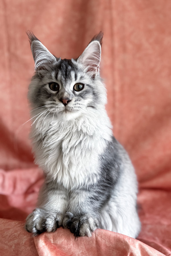 Orvel | Polydactyl Maine Coon Kitten