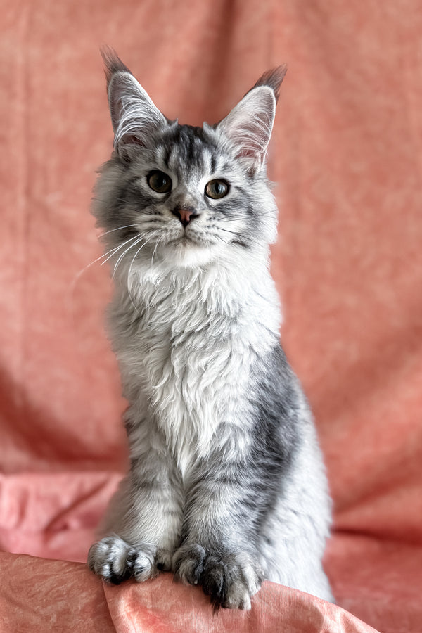 Orvel | Polydactyl Maine Coon Kitten