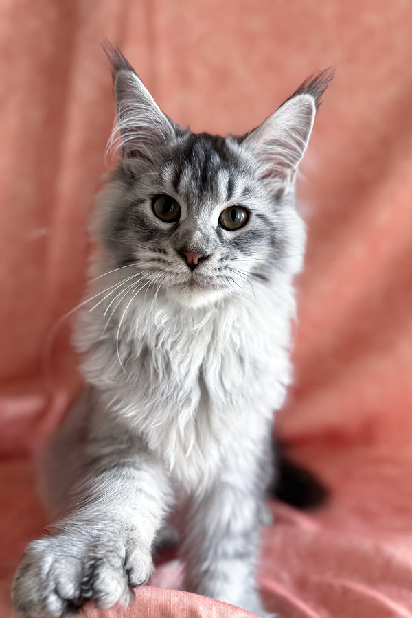 Orvel | Polydactyl Maine Coon Kitten