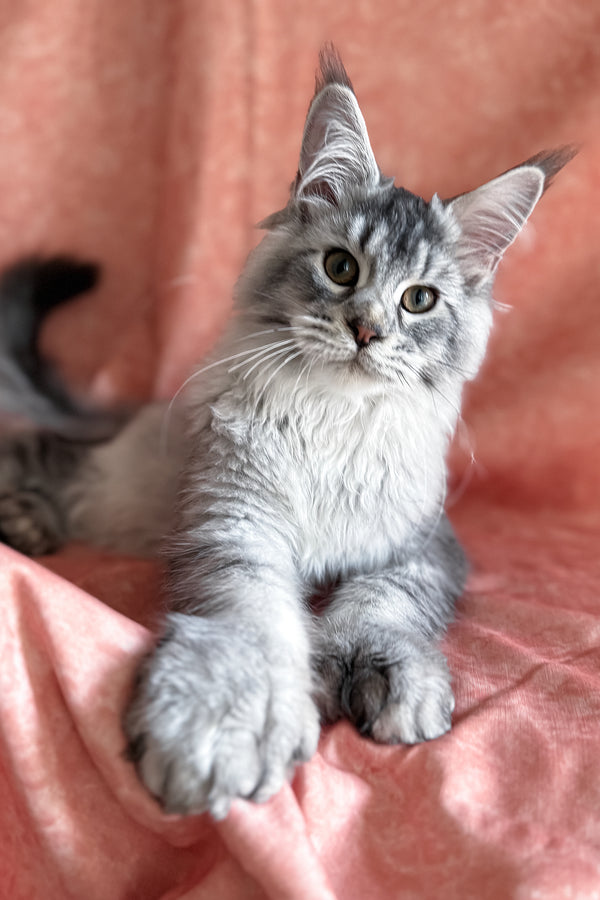 Orvel | Polydactyl Maine Coon Kitten