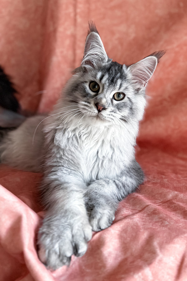 Orvel | Polydactyl Maine Coon Kitten
