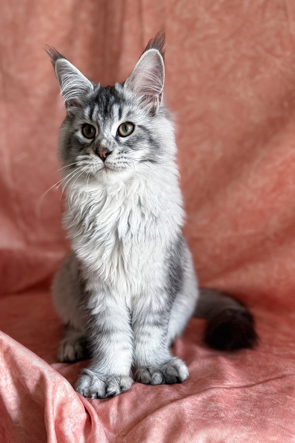 Orvel | Polydactyl Maine Coon Kitten