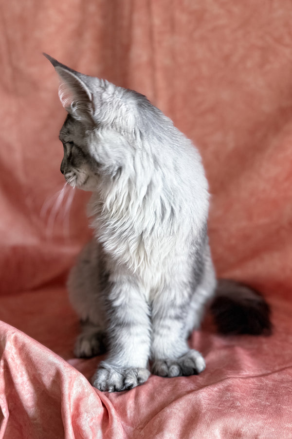 Orvel | Polydactyl Maine Coon Kitten