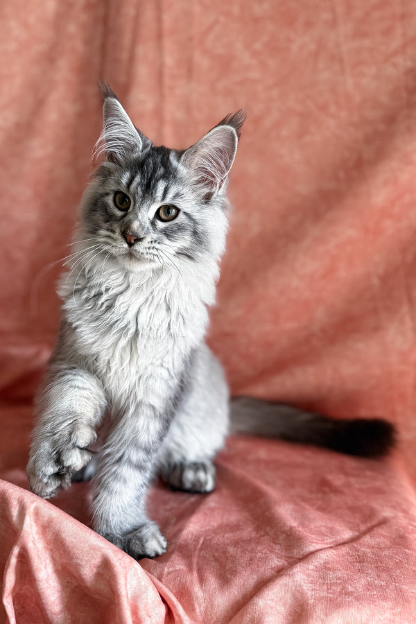 Orvel | Polydactyl Maine Coon Kitten