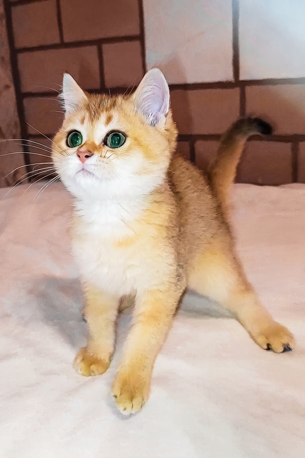 Oscar | Scottish Straight Kitten