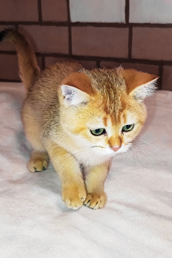 Oscar | Scottish Straight Kitten