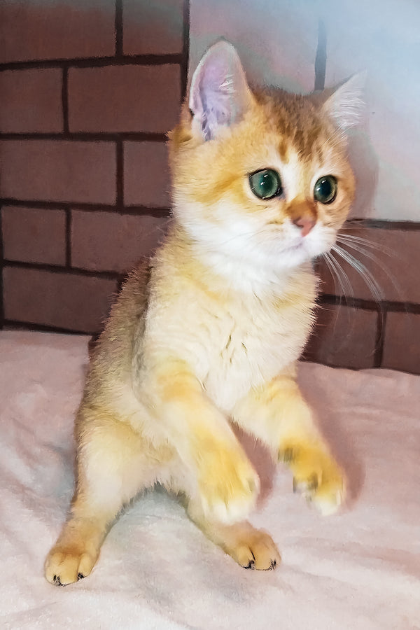 Oscar | Scottish Straight Kitten