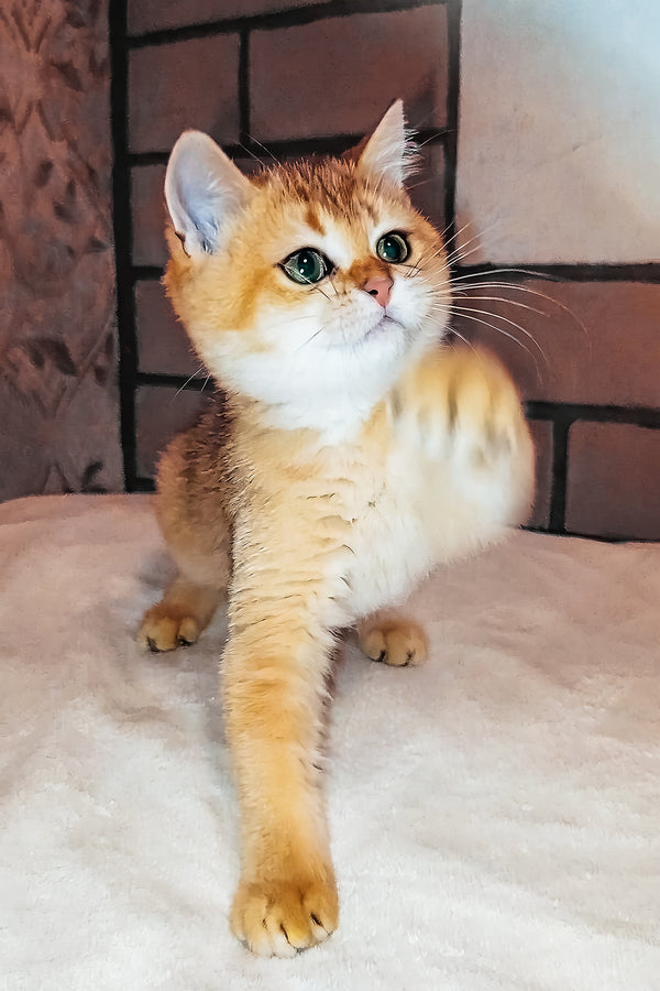 Oscar | Scottish Straight Kitten