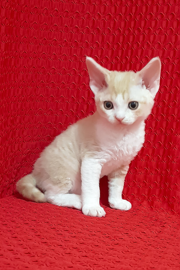 Otto | Devon Rex Kitten