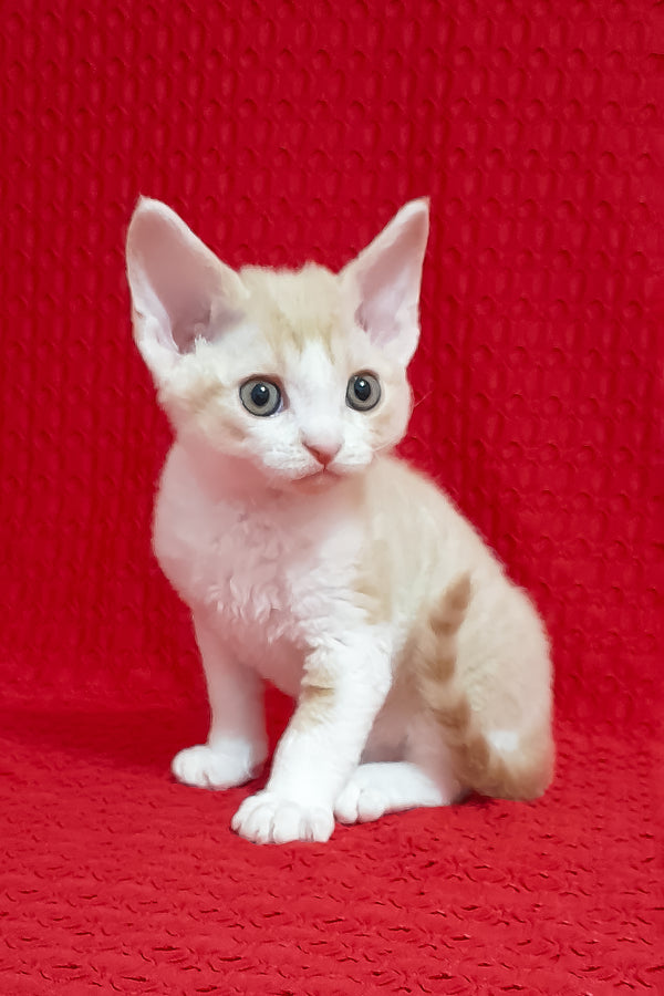 Otto | Devon Rex Kitten