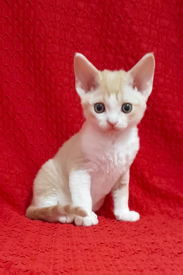 Otto | Devon Rex Kitten