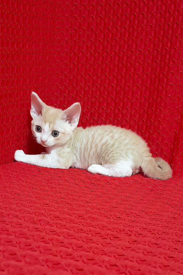 Otto | Devon Rex Kitten