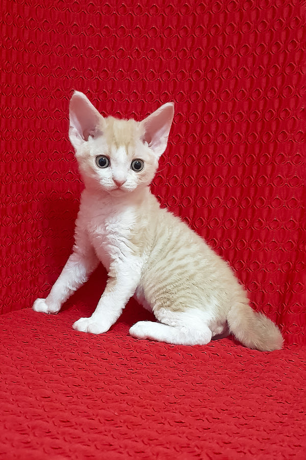 Otto | Devon Rex Kitten