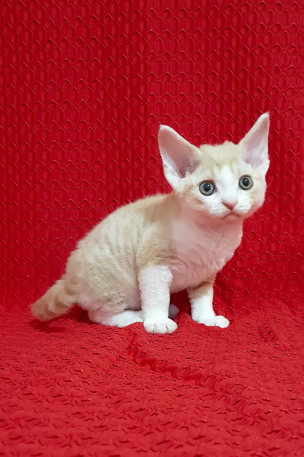 Otto | Devon Rex Kitten