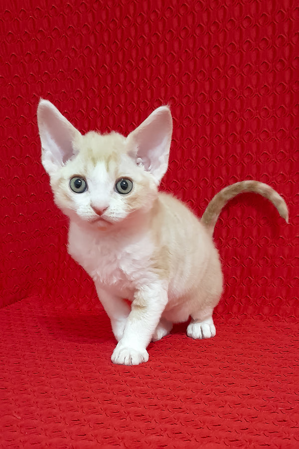 Otto | Devon Rex Kitten