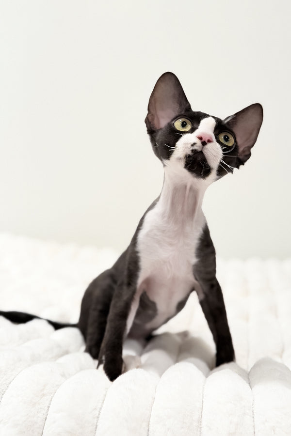 Oscar | Devon Rex Kitten