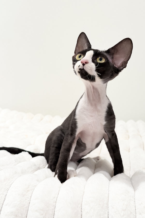 Oscar | Devon Rex Kitten