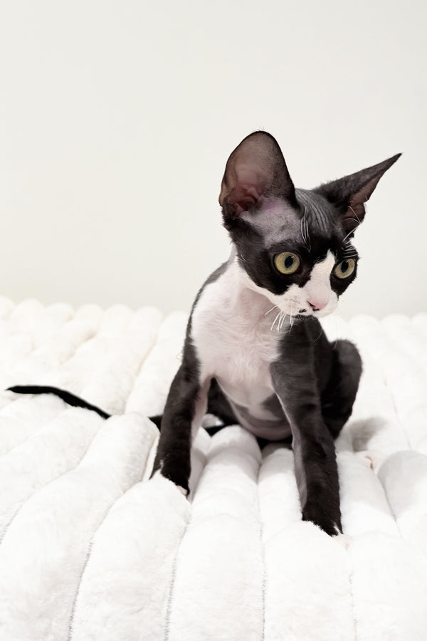 Oscar | Devon Rex Kitten
