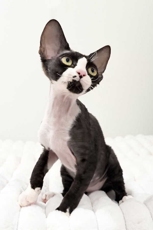 Oscar | Devon Rex Kitten
