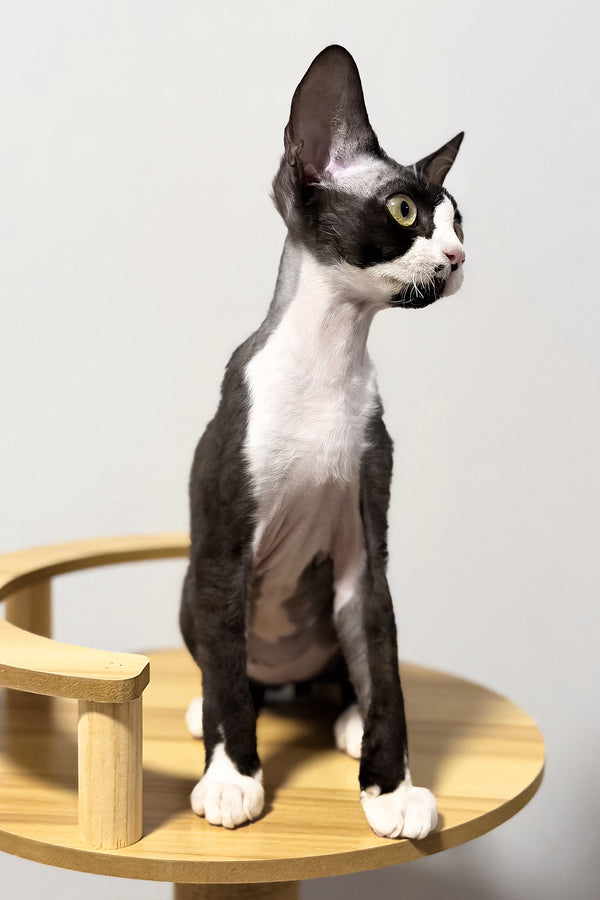 Oscar | Devon Rex Kitten