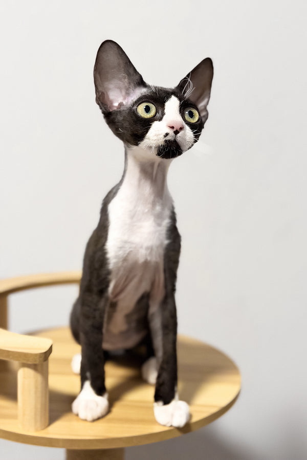 Oscar | Devon Rex Kitten