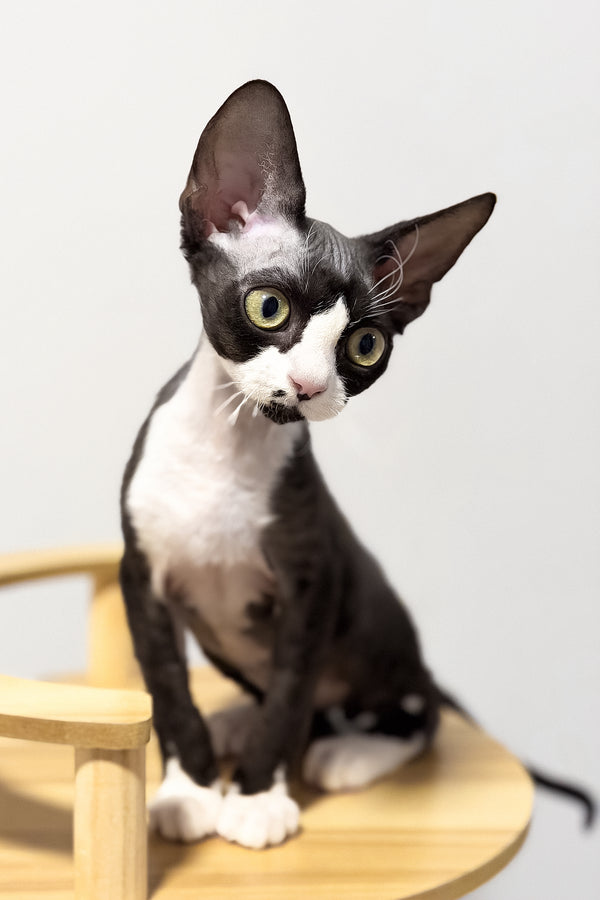 Oscar | Devon Rex Kitten