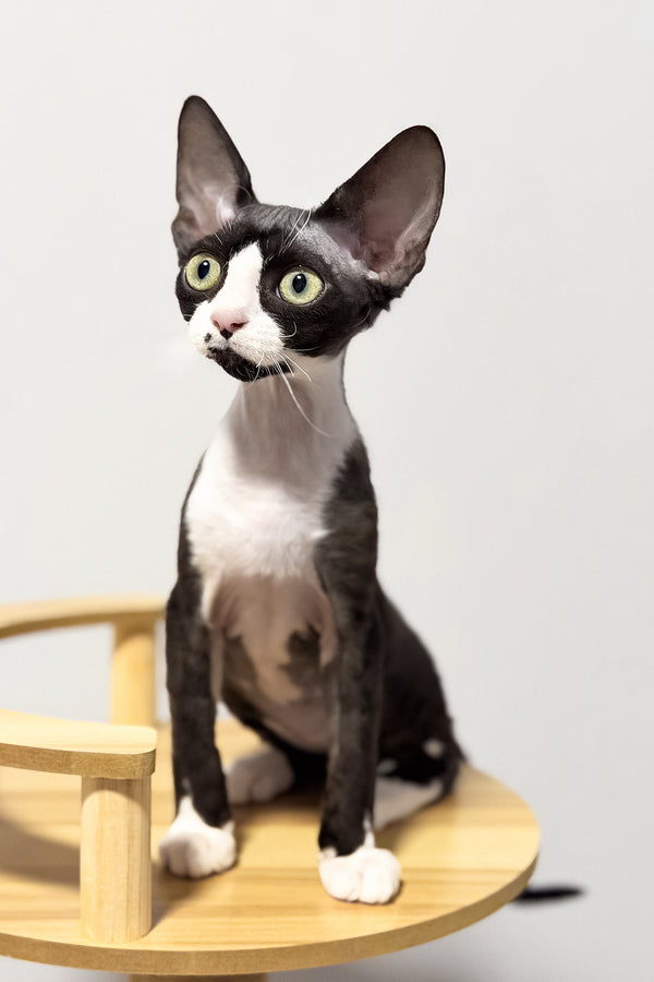 Oscar | Devon Rex Kitten