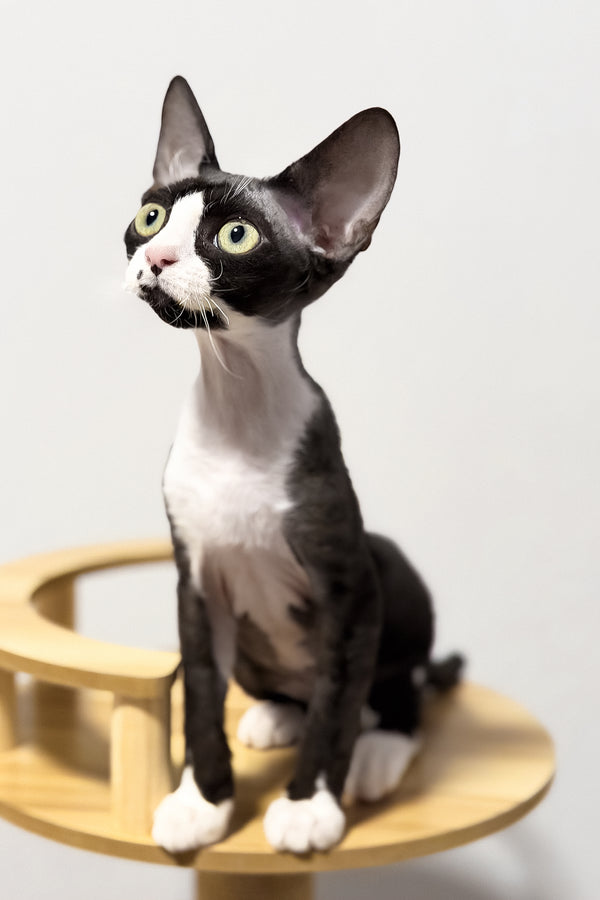 Oscar | Devon Rex Kitten