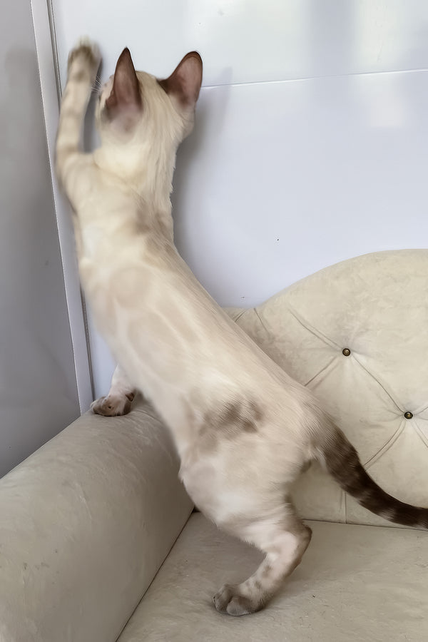 Oscar | Bengal Kitten