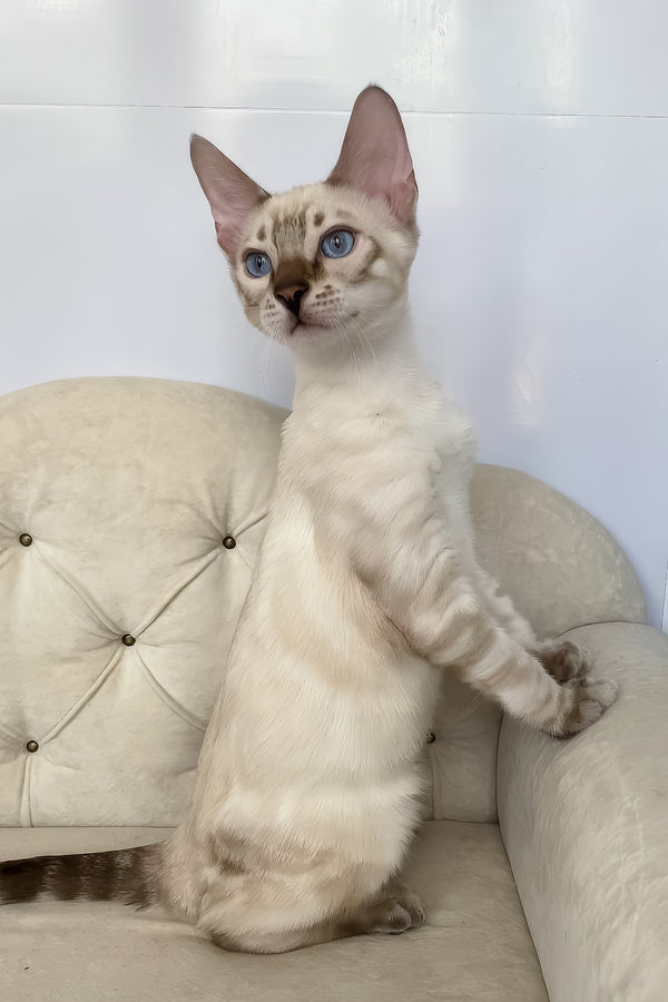 Oscar | Bengal Kitten