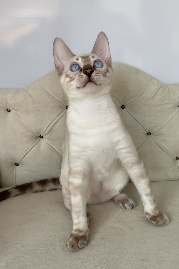 Oscar | Bengal Kitten