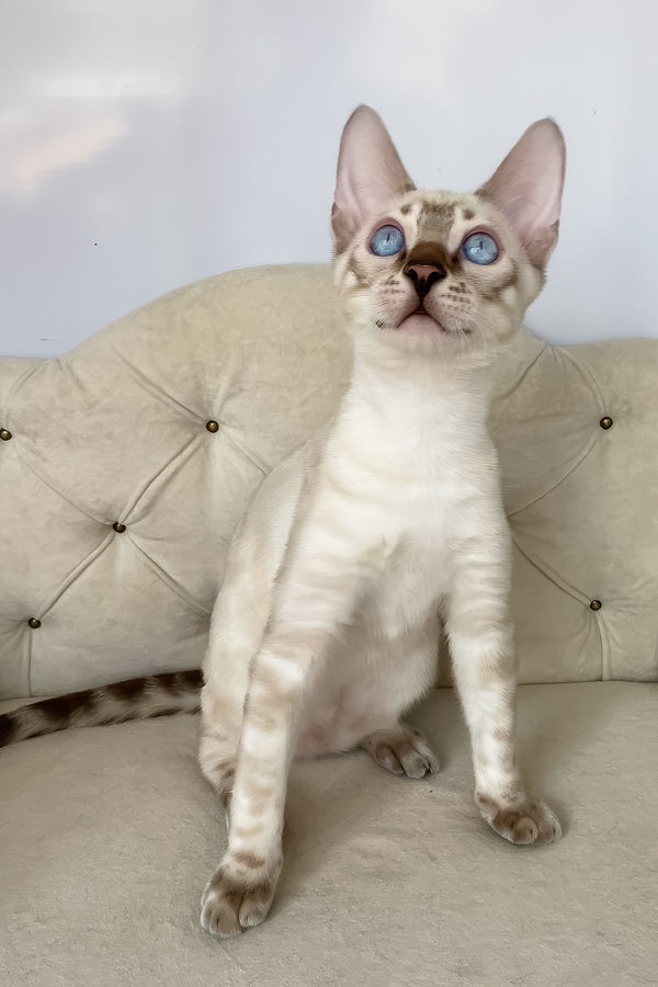 Oscar | Bengal Kitten