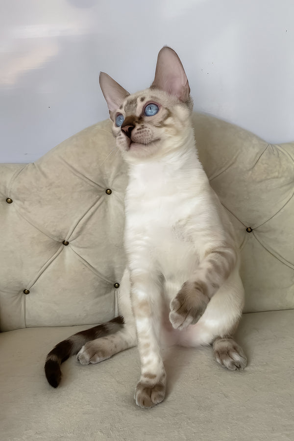 Oscar | Bengal Kitten