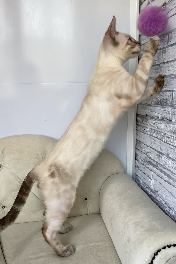 Oscar | Bengal Kitten