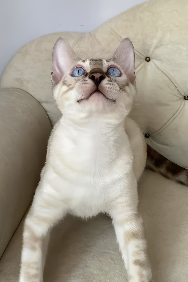 Oscar | Bengal Kitten