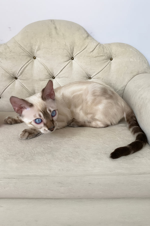 Oscar | Bengal Kitten