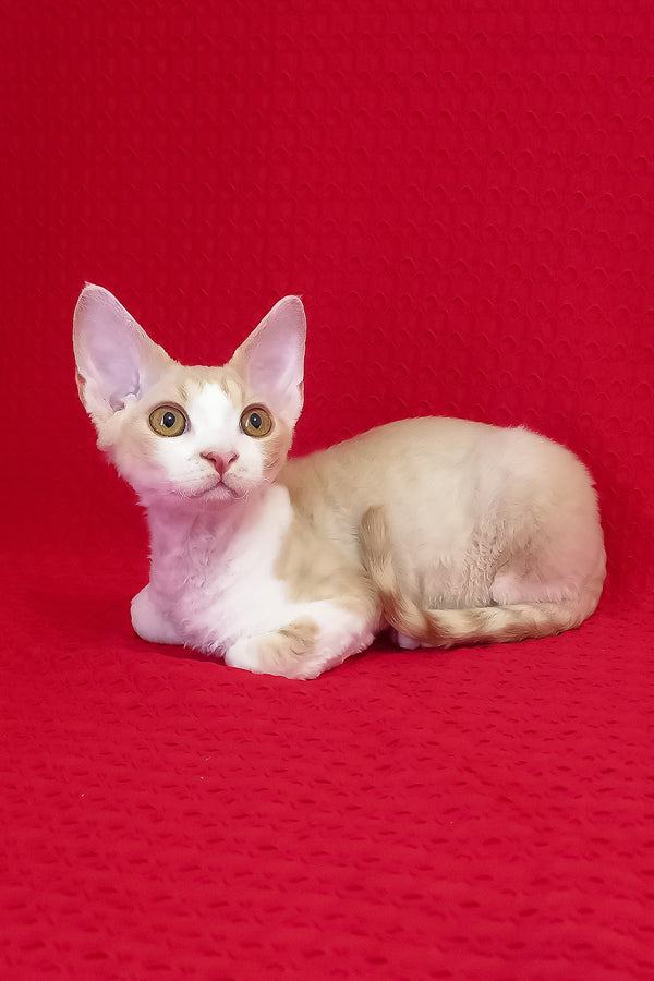Otto | Devon Rex Kitten